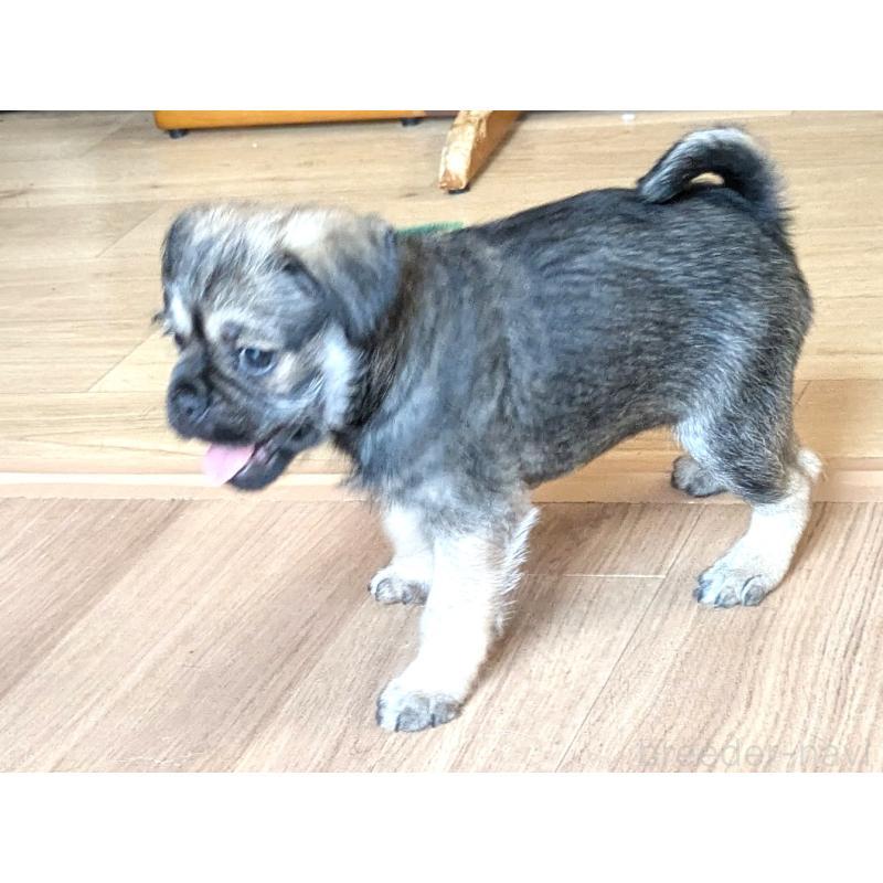 成約済の茨城県のミックス犬-397274の2枚目