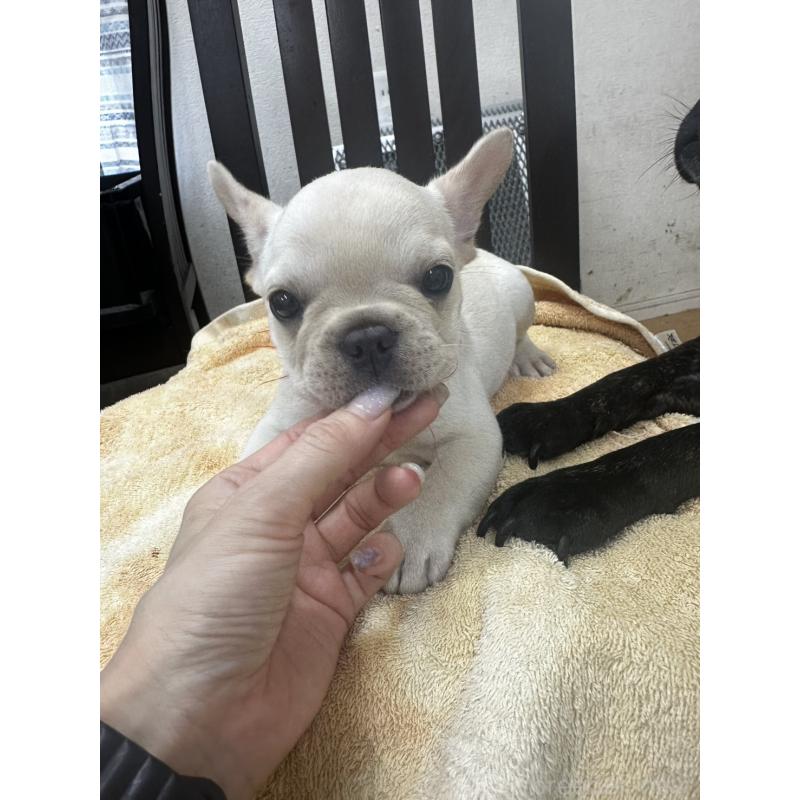 販売中の千葉県のフレンチブルドッグ-393828の4枚目