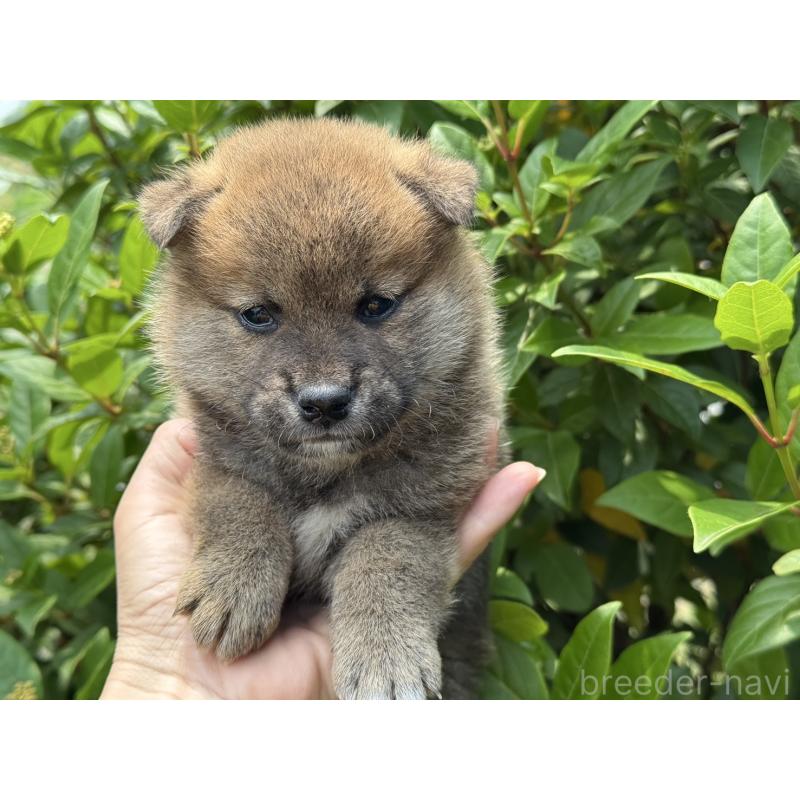 販売中の岡山県の柴犬-398381の1枚目