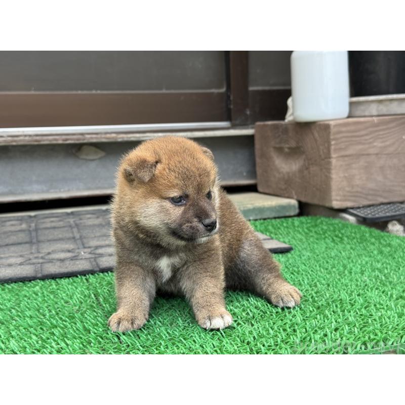 販売中の岡山県の柴犬-398381の5枚目