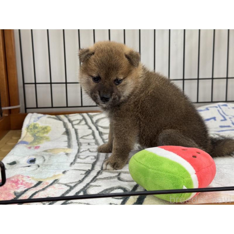 販売中の岡山県の柴犬-398381の3枚目