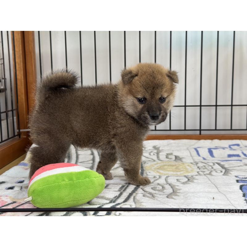 販売中の岡山県の柴犬-398381の2枚目