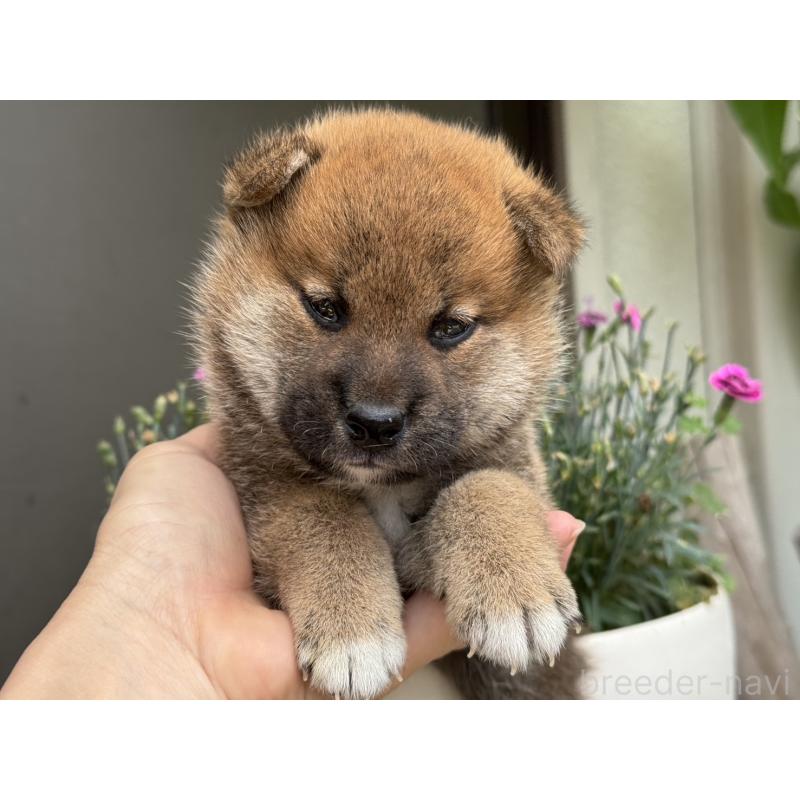 販売中の岡山県の柴犬-398382の1枚目