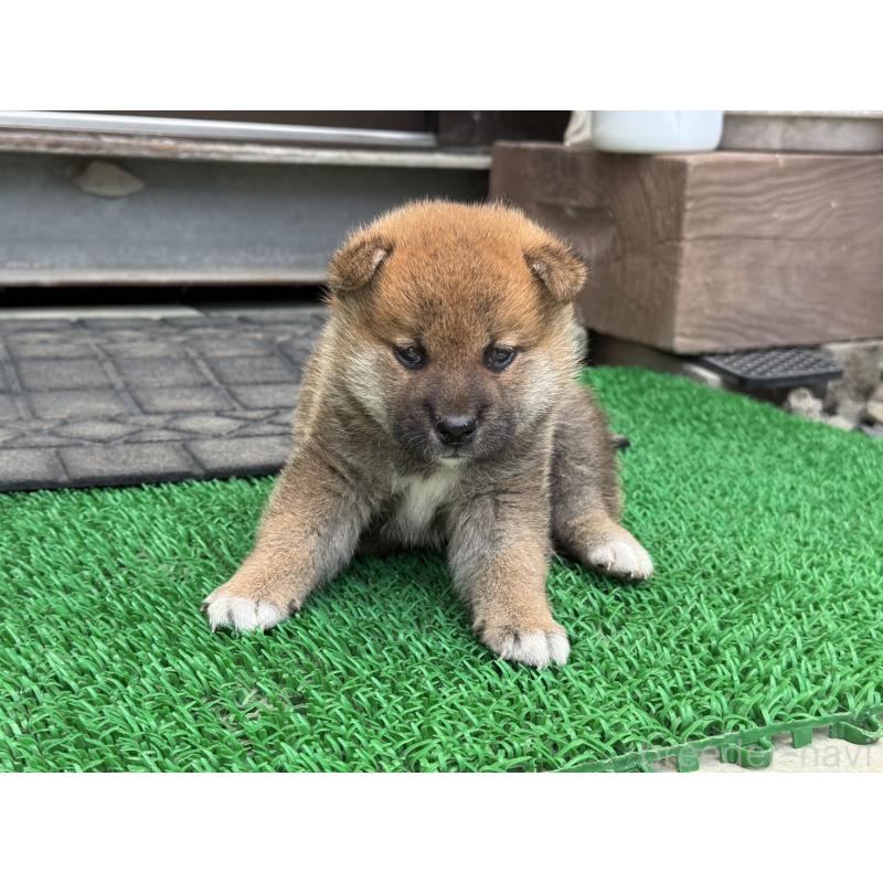 販売中の岡山県の柴犬-398382の5枚目
