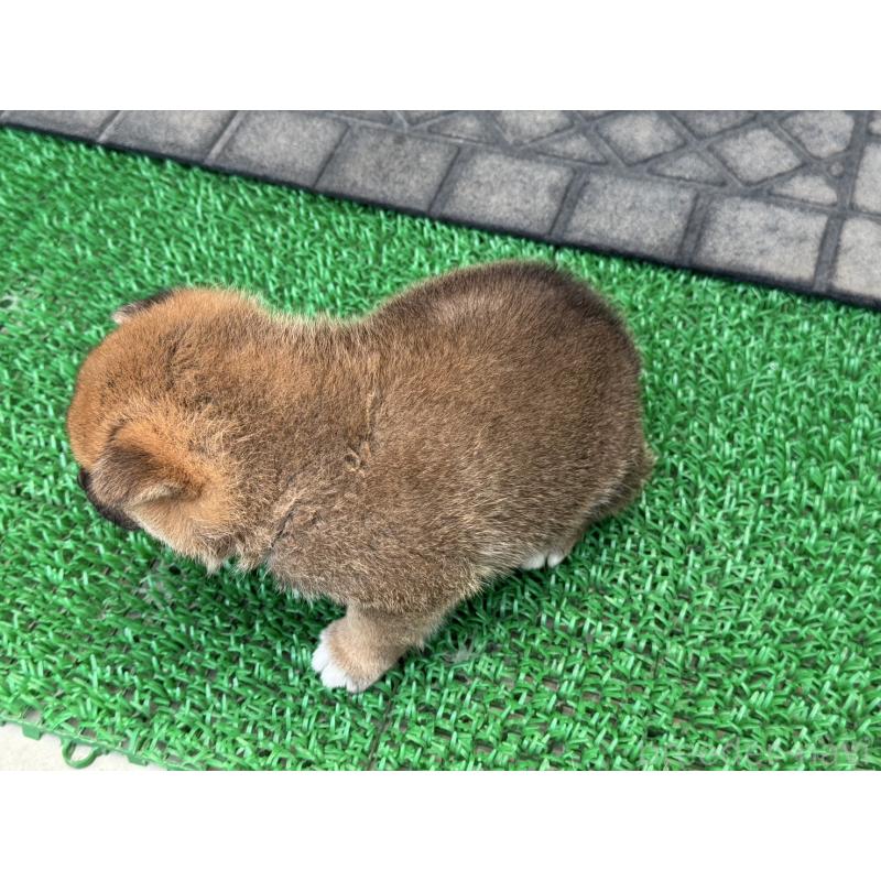 販売中の岡山県の柴犬-398382の4枚目