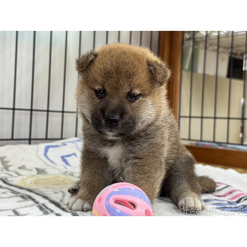 販売中の岡山県の柴犬-398382の3枚目