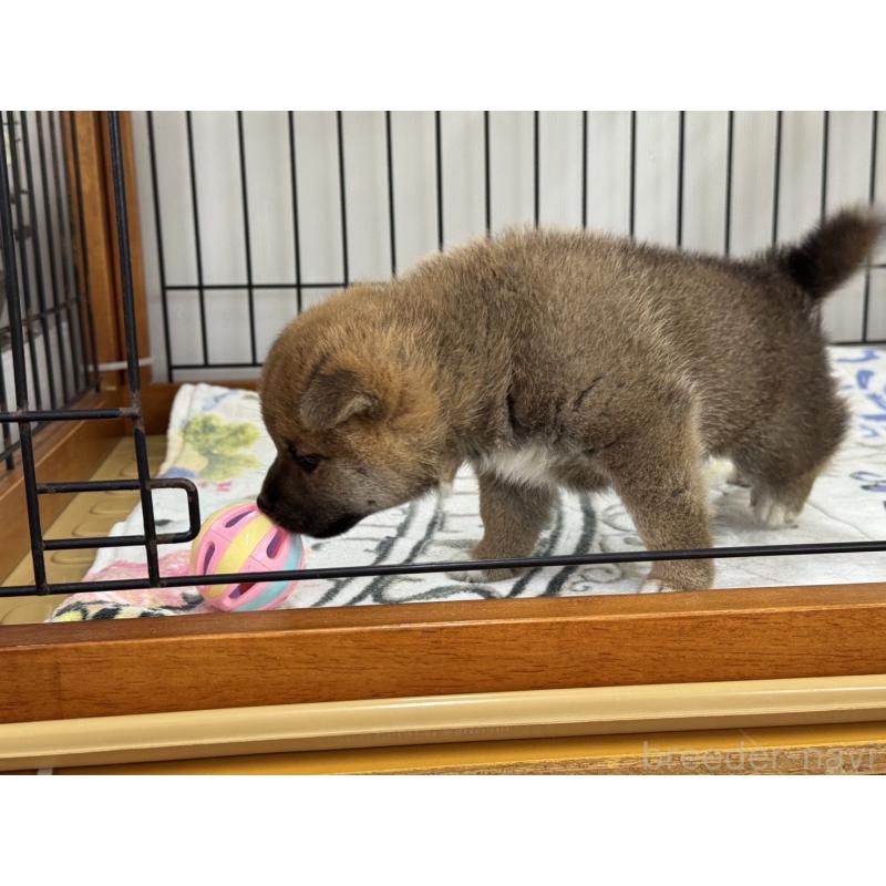 販売中の岡山県の柴犬-398382の2枚目