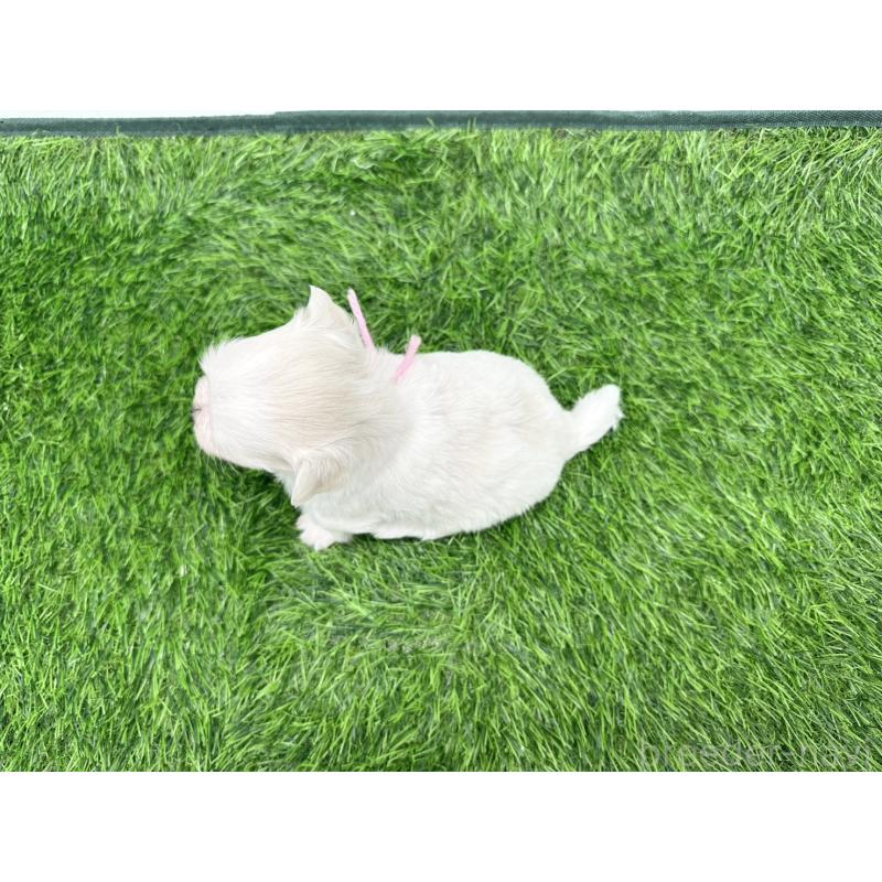 販売中の愛知県のポメマル:ポメラニアン×マルチーズ-398394の3枚目