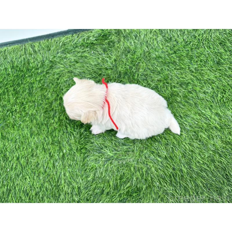 販売中の愛知県のポメマル:ポメラニアン×マルチーズ-398397の3枚目