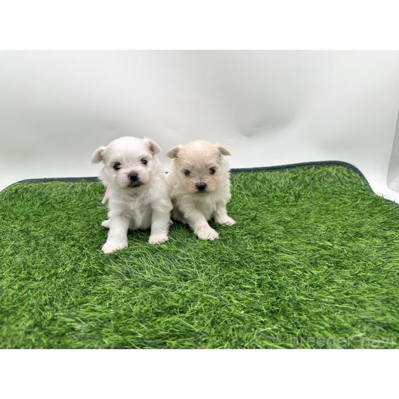 販売中の愛知県のポメマル:ポメラニアン×マルチーズ-398397の2枚目