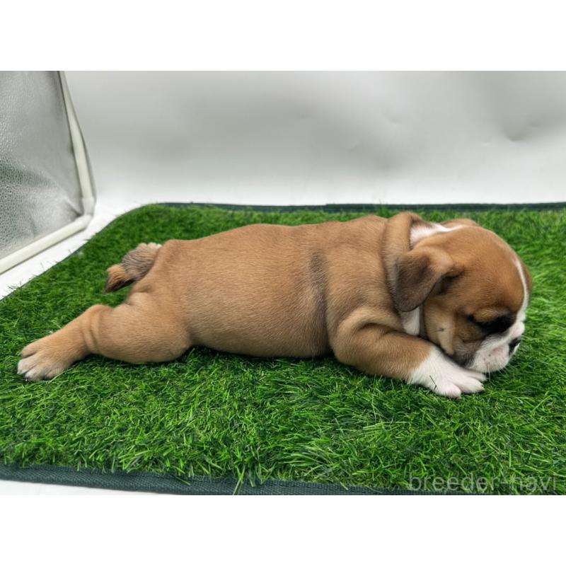 成約済の愛知県のブルドッグ-396781の4枚目