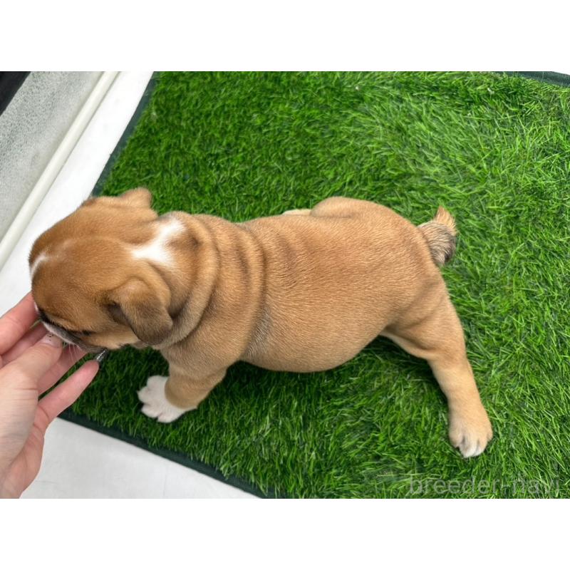 成約済の愛知県のブルドッグ-396781の2枚目