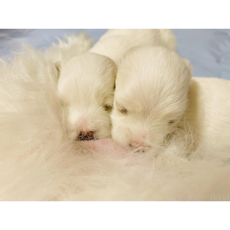 販売中の大阪府のマルチーズ-398421の6枚目