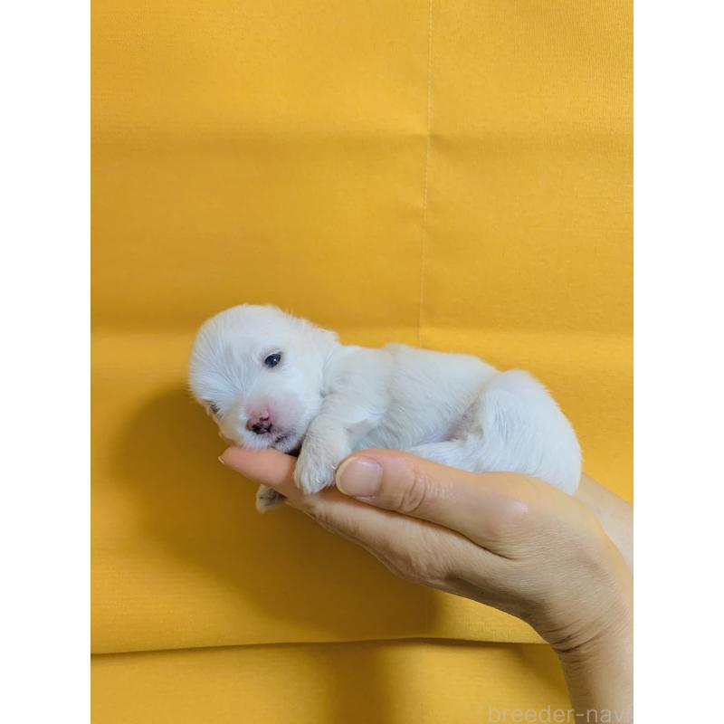 販売中の大阪府のマルチーズ-398421の5枚目