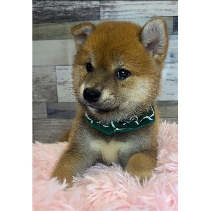 販売中の茨城県の柴犬-398444の5枚目