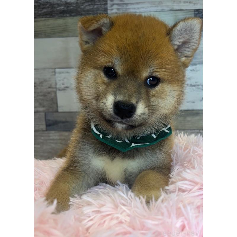 販売中の茨城県の柴犬-398444の4枚目