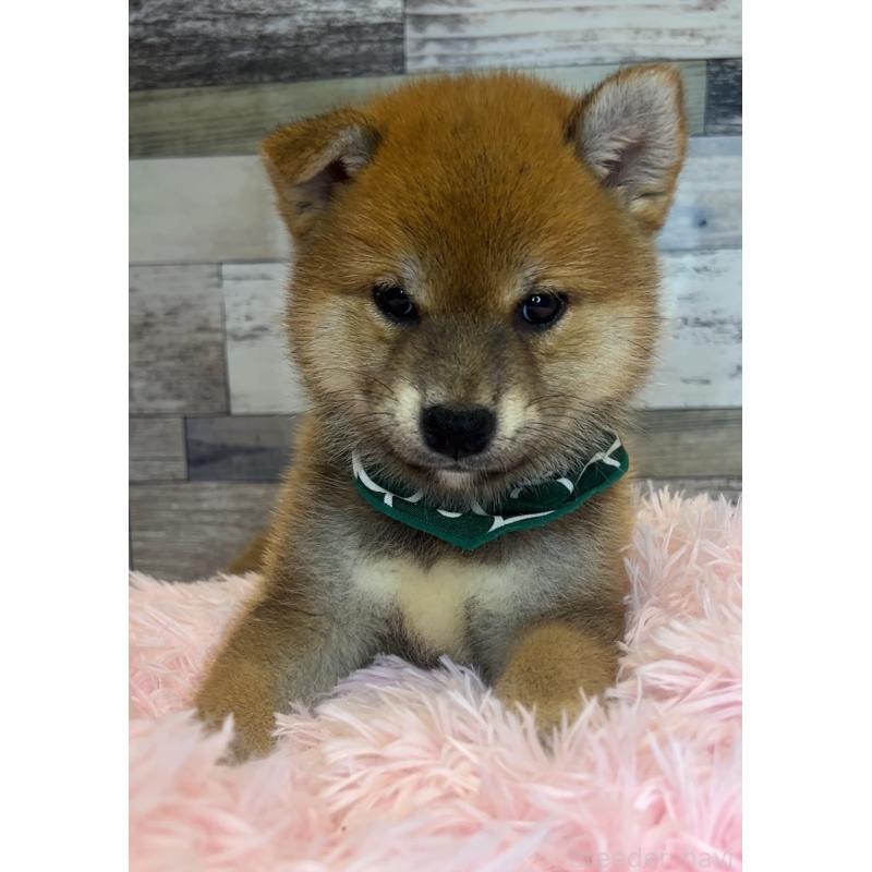 販売中の茨城県の柴犬-398444の3枚目