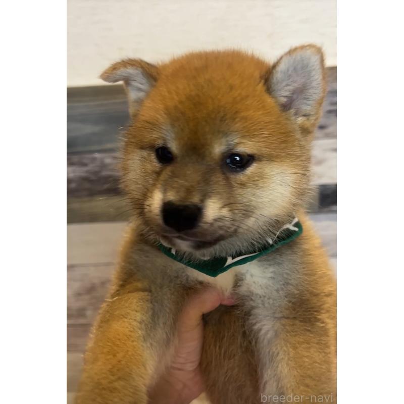 販売中の茨城県の柴犬-398444の2枚目