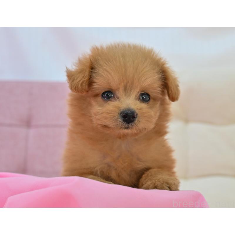 販売中の岐阜県のポメプー:ポメラニアン×トイプードル-398448の5枚目
