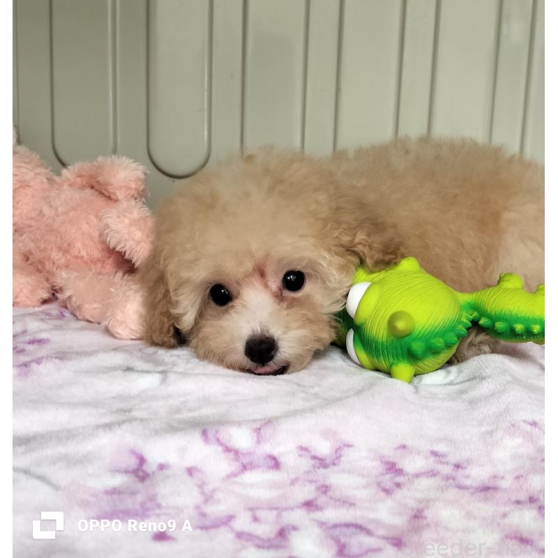 成約済の沖縄県のミックス犬-396340の1枚目
