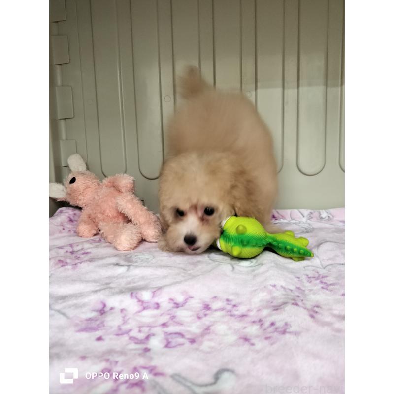 成約済の沖縄県のミックス犬-396340の3枚目
