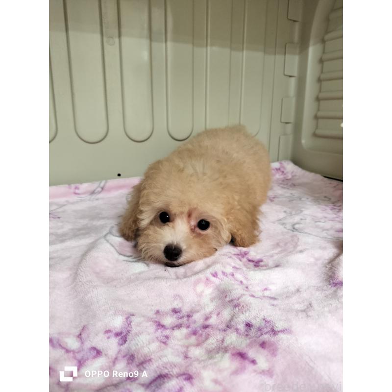 成約済の沖縄県のミックス犬-396340の2枚目