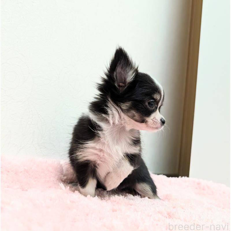 成約済の宮崎県のチワワ(ロングコート)-394994の3枚目