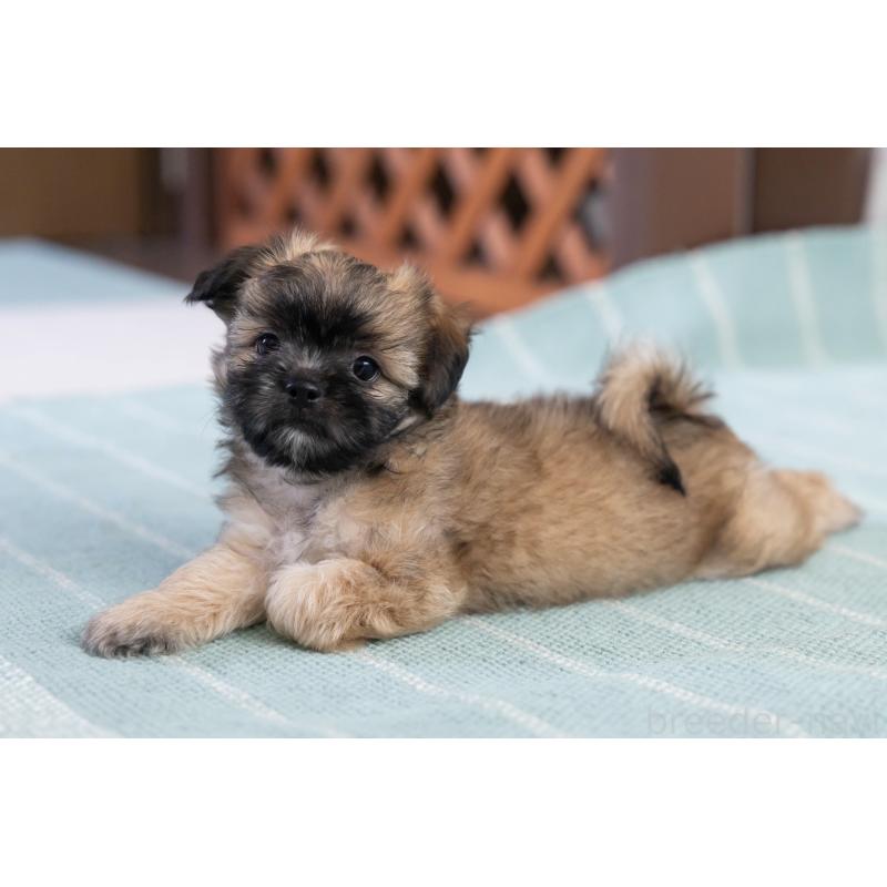 販売中の福岡県のミックス犬-387535