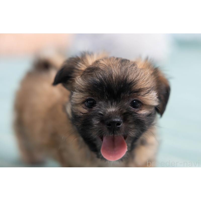 販売中の福岡県のミックス犬-387535の9枚目