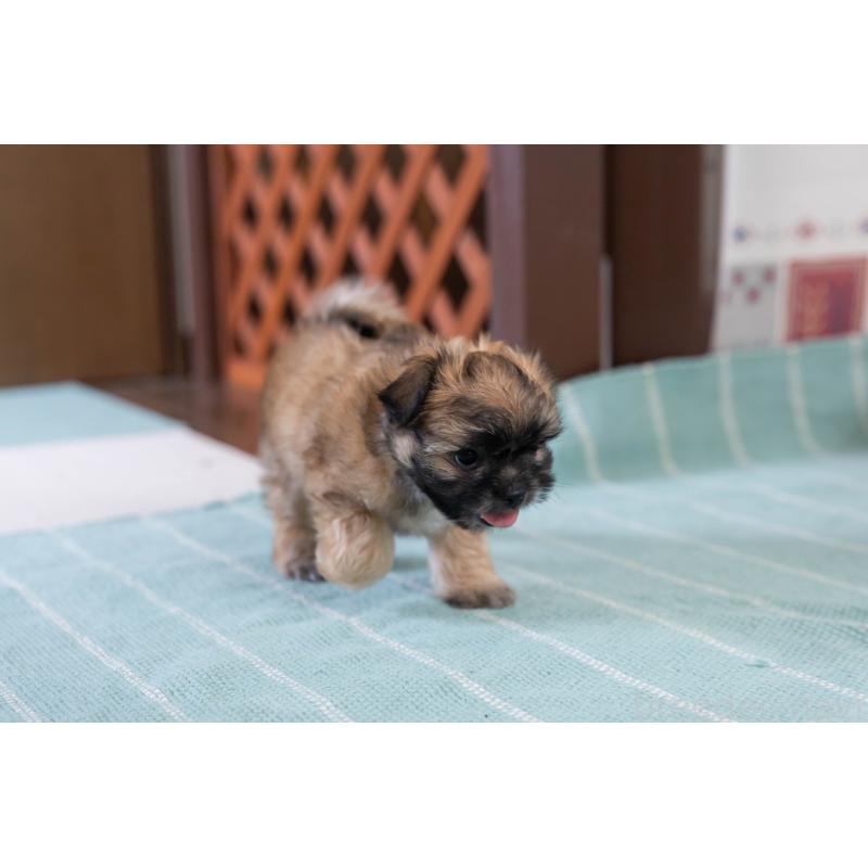販売中の福岡県のミックス犬-387535の5枚目