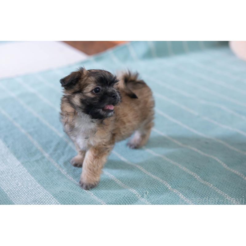 販売中の福岡県のミックス犬-387535の4枚目