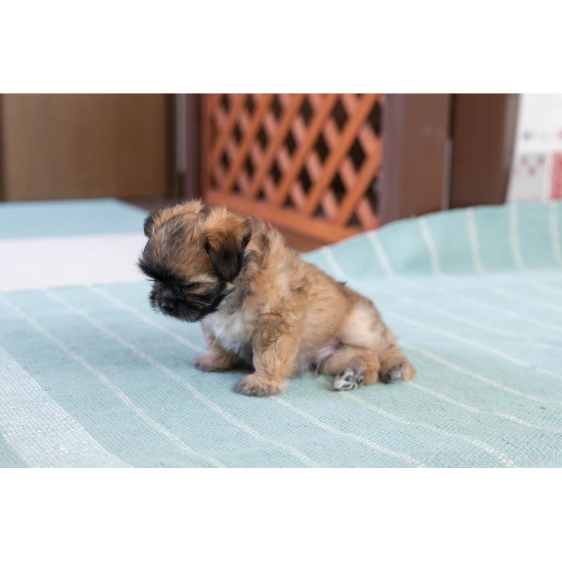 販売中の福岡県のミックス犬-387535の3枚目