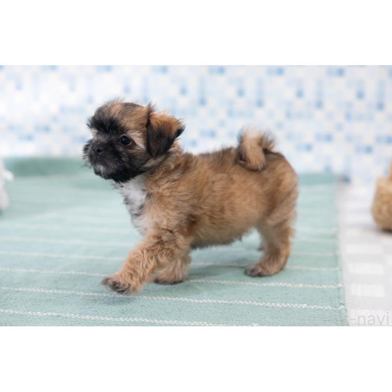 販売中の福岡県のミックス犬-387535の2枚目