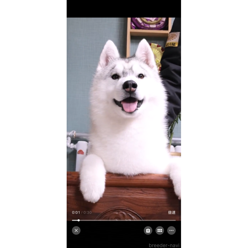 ニコくん1枚目