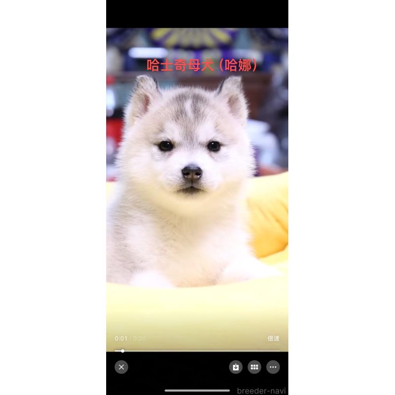 花ちゃん1枚目