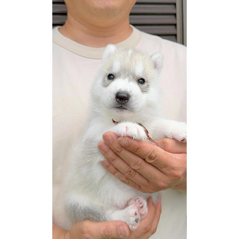 販売中の岐阜県のシベリアンハスキー-398453の8枚目
