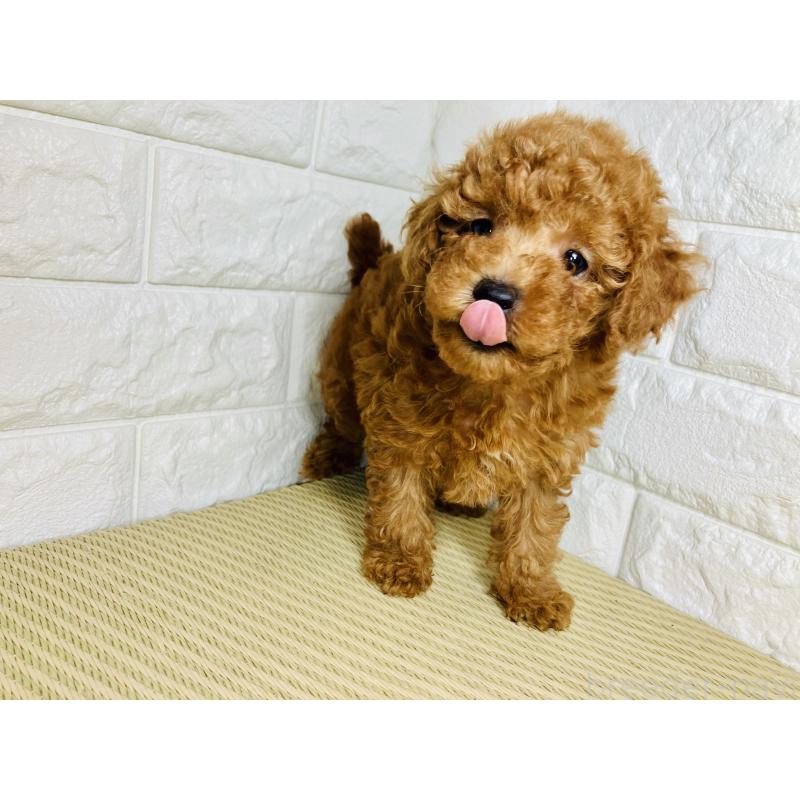 販売中の静岡県のトイプードル-398366の3枚目
