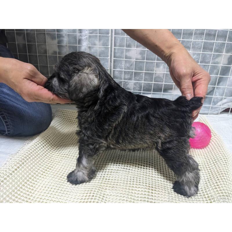 成約済の兵庫県のミニチュアシュナウザー-396903の6枚目