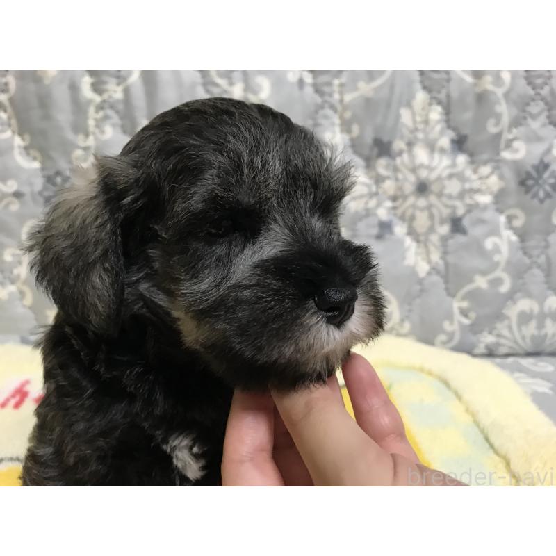 成約済の兵庫県のミニチュアシュナウザー-396903の3枚目