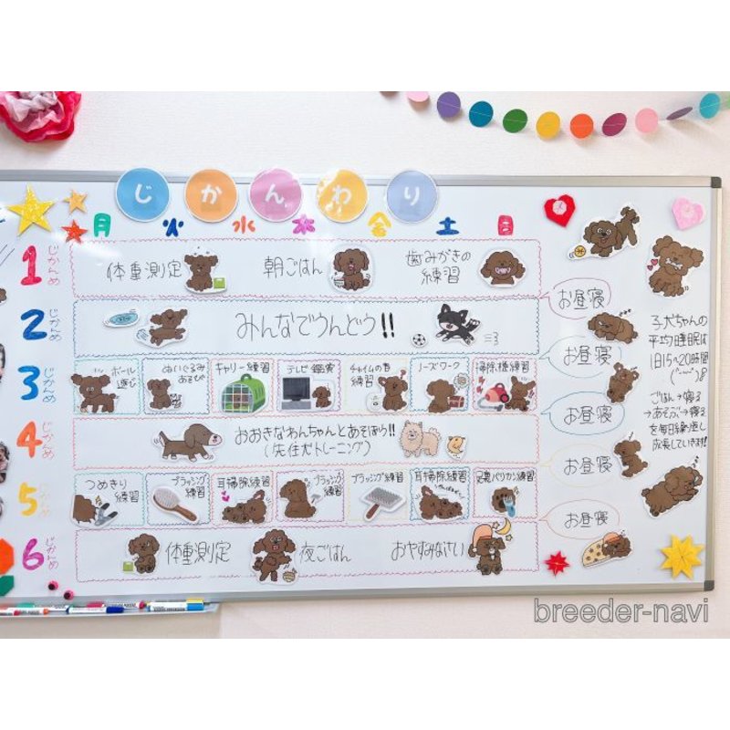 販売中の栃木県のチワワ(ロングコート)-398499の9枚目