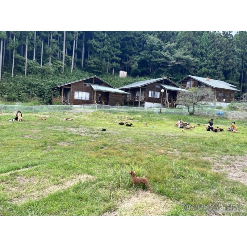 販売中の栃木県のチワワ(ロングコート)-398499の2枚目