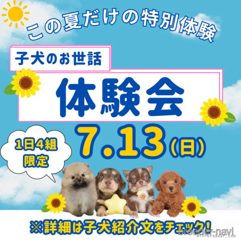 販売中の千葉県のシーズー-398354の9枚目