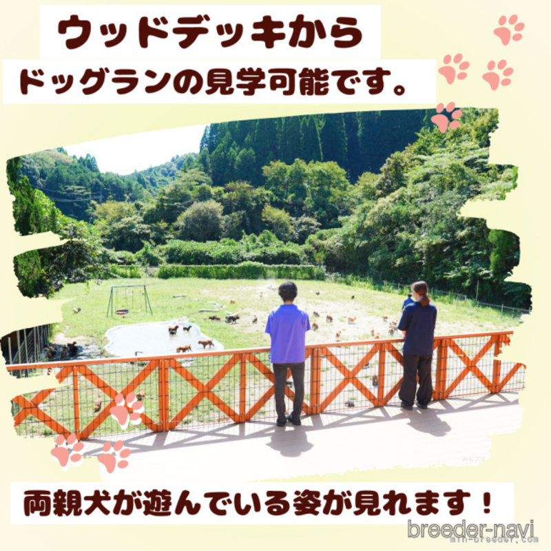 販売中の千葉県のミニチュアダックスフンド(ロングヘアード)-398244の11枚目