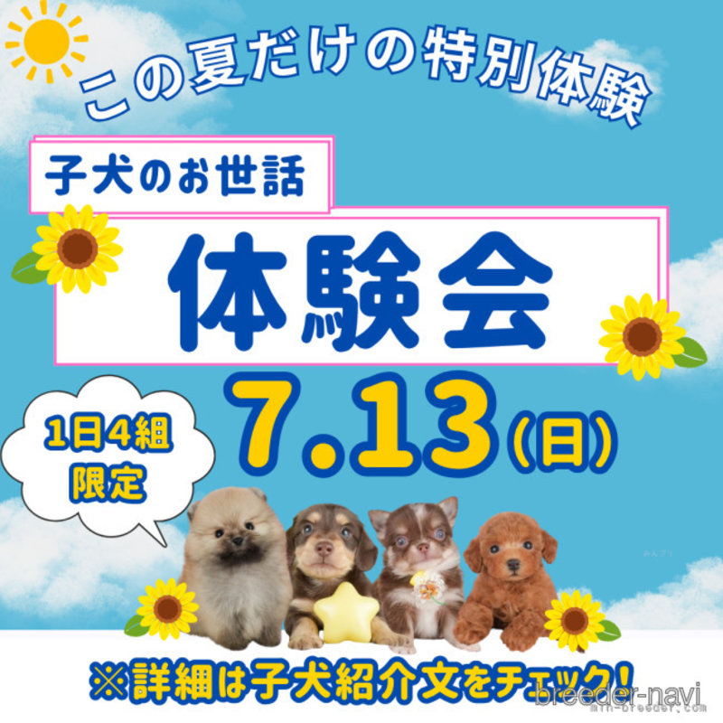 販売中の千葉県のミニチュアダックスフンド(ロングヘアード)-398244の10枚目