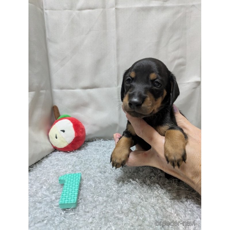 販売中の愛知県のミックス犬-398220の1枚目