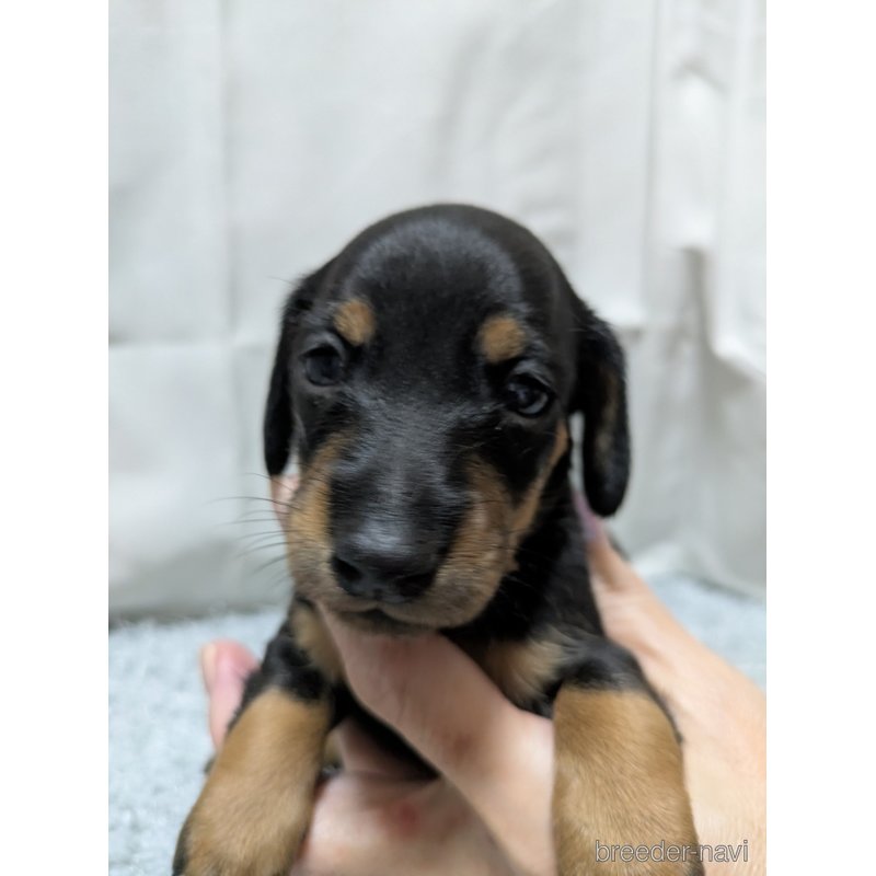 販売中の愛知県のミックス犬-398220の6枚目