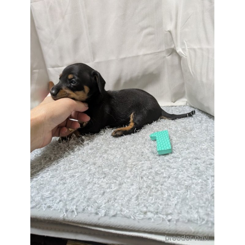 販売中の愛知県のミックス犬-398220の5枚目