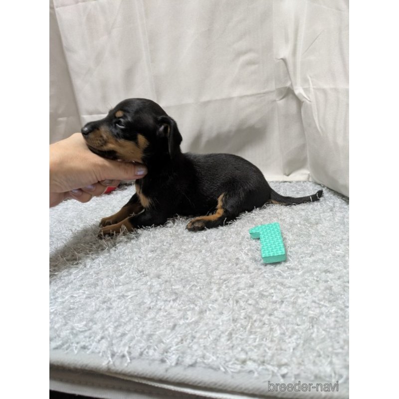 販売中の愛知県のミックス犬-398220の4枚目