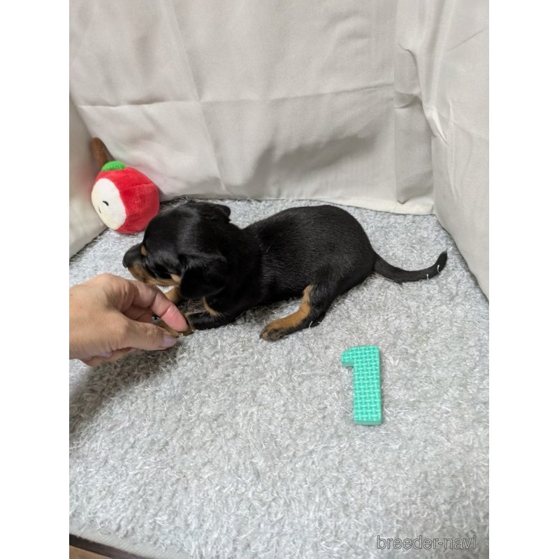 販売中の愛知県のミックス犬-398220の3枚目