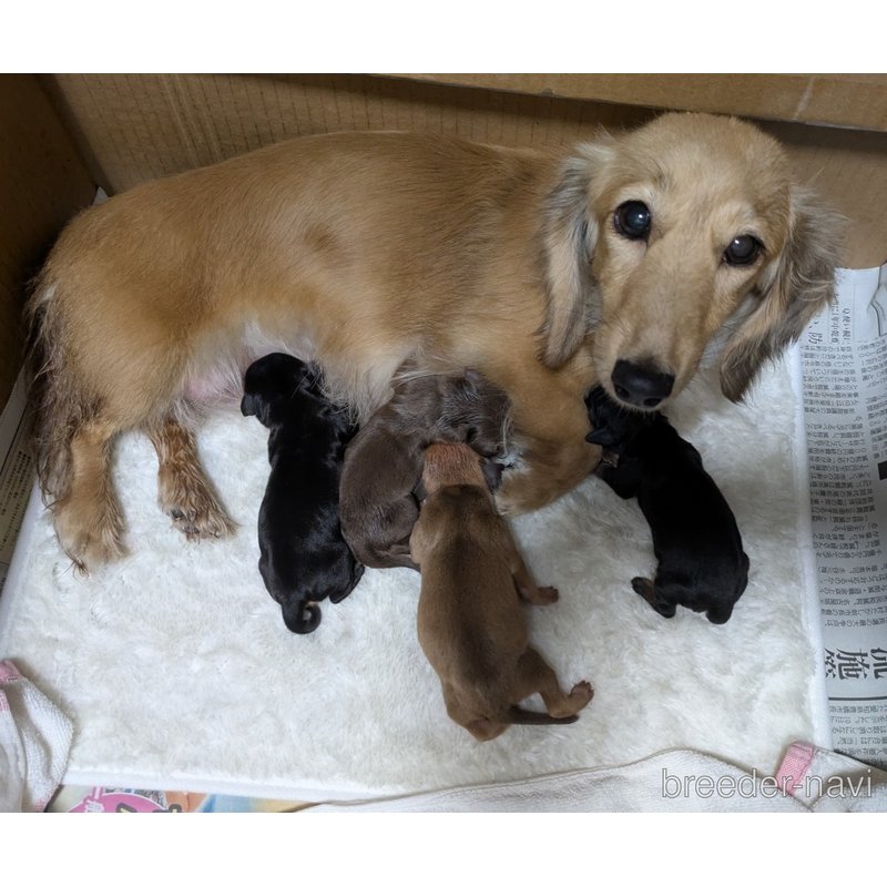 販売中の愛知県のミックス犬-398220の2枚目